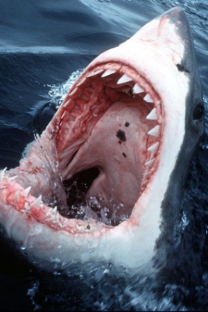 Great White Shark: Most Terrifying Predator on the Planet