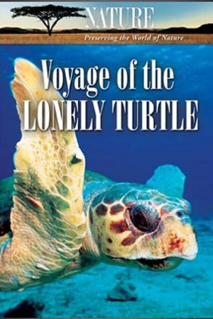 Voyage of the Lonely Turtle