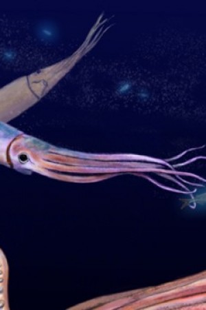Encountering Sea Monsters: The Humboldt Squid