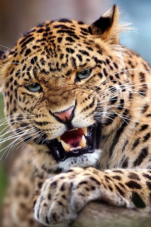 Indian Leopard: In the Killing Fields
