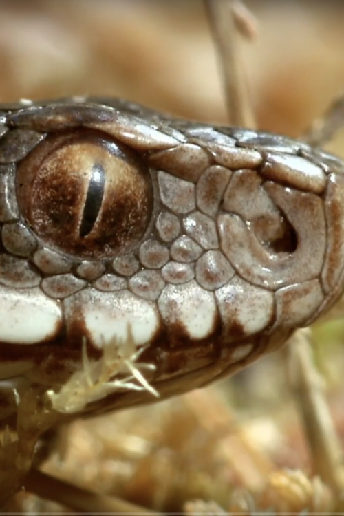 The Secret Life of Snakes