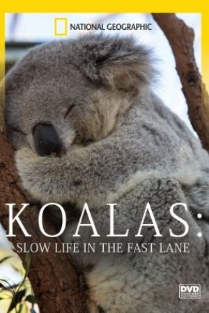 Koalas: Slow Life In The Fast Lane