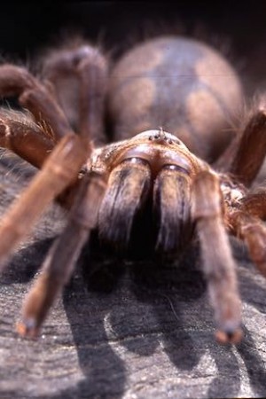 Tarantula: Australias King of Spiders