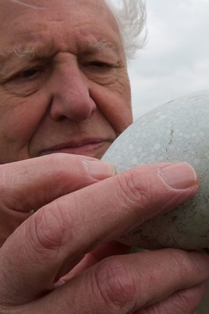 Attenborough's Wonder of Eggs
