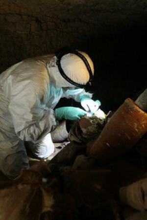 70 Million Animal Mummies: Egypt's Dark Secret