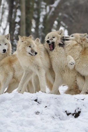 Arctic Wolf Pack