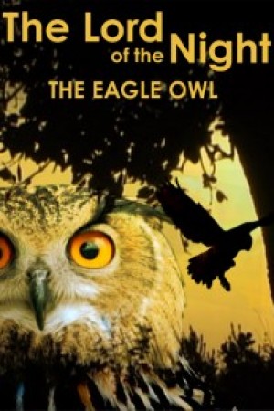 The Eagle Owl: The Lord of the Night