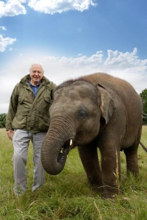 Attenborough And The Giant Elephant