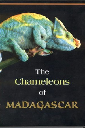 The Chameleons of Madagascar