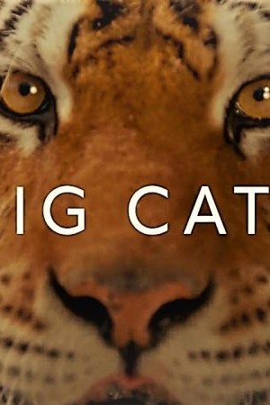 Big Cats: Series 1