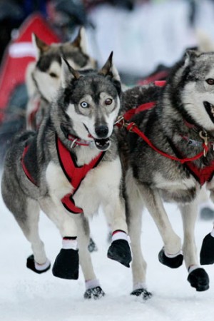 Across the Alps with Sled Dogs