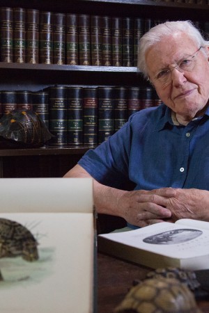 David Attenborough's Natural Curiosities: Series 4