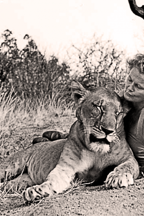 Elsa: The Lioness That Changed The World