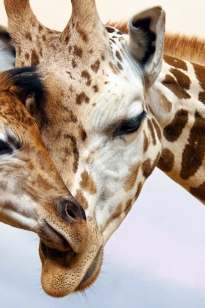 The Giraffe: Africas Gentle Giants
